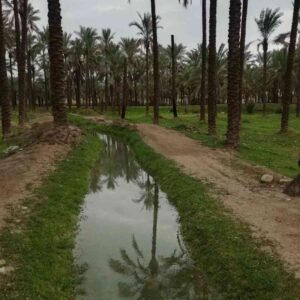 دانلود آهنگ شبا تو پارتی روزا رو یاتیم